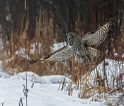GreatGrayOwl003